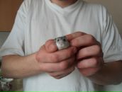 Фотография Сербы Виктора