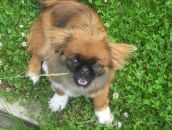 Софія Козловська фотография #13 (источник - https://vk.com/id31239202)