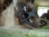 Фотография Гусева Юлия