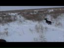 Kazakhy Tazy фотография #21 (источник - https://vk.com/id166144282)