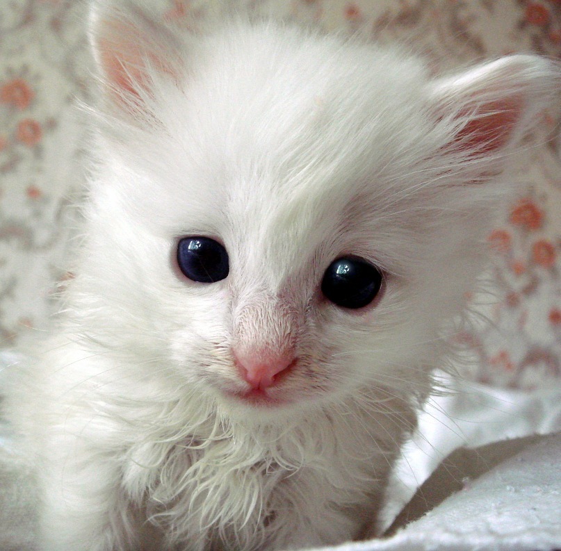 Софія Жук фотография #26