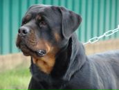 Андрей Іванчо фотография #33 (источник - https://vk.com/id67632446)