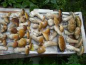 Фотография Манжурина Виктора