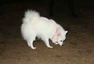 Фотография Sumina Victoria