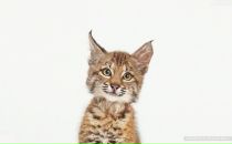 Фотография Заяц Кати