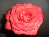 Фотография Патокин Евгений