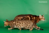 Фотография Гранд Астры Нины