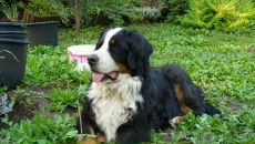 Рогнеда Степанова фотография #33 (источник - https://vk.com/id8756748)