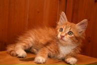 Фотография Киселевой Дарьи