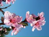 Фотография Махмутовой Лилии