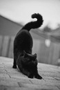 Фотография Вета Нова