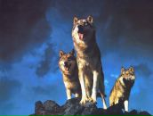 Игорь Бирюк фотография #14 (источник - https://vk.com/id1307750)