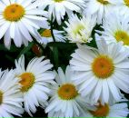 Фотография Пономаревой Анны