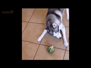 Приколы декабрь 2016 №246