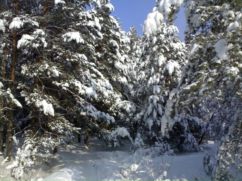 Сергей Шкарин фотография #40