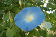 Фотография Матвеева (Воробьева) Ирины