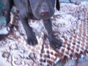 Іван Алмаші фотография #23 (источник - https://vk.com/id89643469)