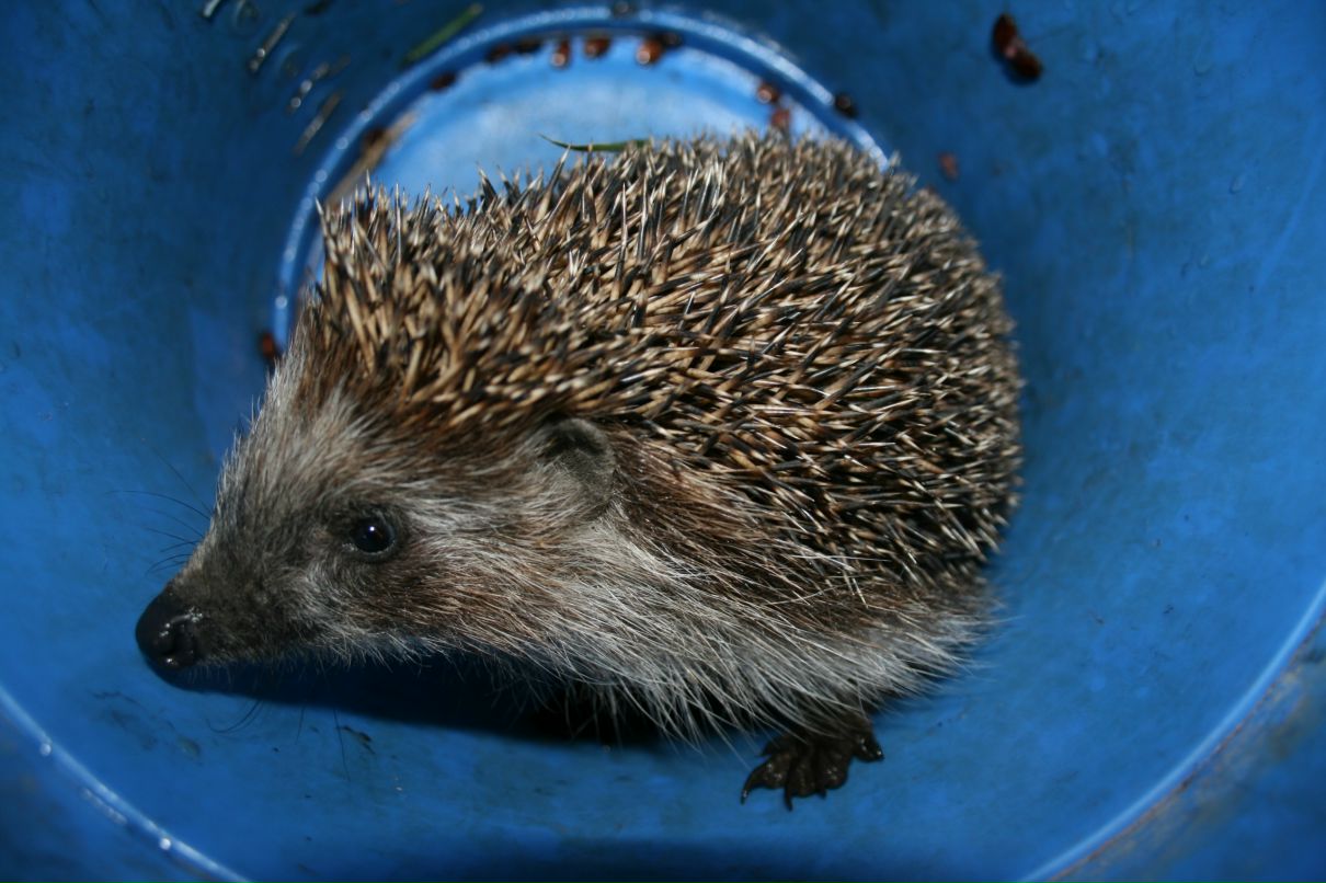 Владимир Дмитриев фотография #25