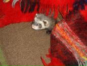 Дима Сергеевич фотография #23 (источник - https://vk.com/id1479155)