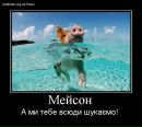 Мейсон Брошнівський фотография #1