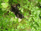 Денис Опфер фотография #43 (источник - https://vk.com/id3682012)