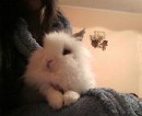 Ліля Копп фотография #17 (источник - https://vk.com/id49579950)