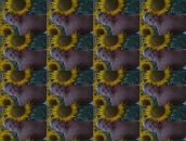 Вадім Козирев фотография #12 (источник - https://vk.com/id55411283)