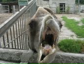 Іванка Медведик фотография #48 (источник - https://vk.com/id75430605)