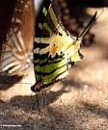Настя |butterfly| фотография #4 (источник - https://vk.com/id73287771)