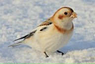 Фотография Совы Анны