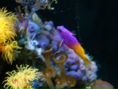 Фотография Румянцевой Марии