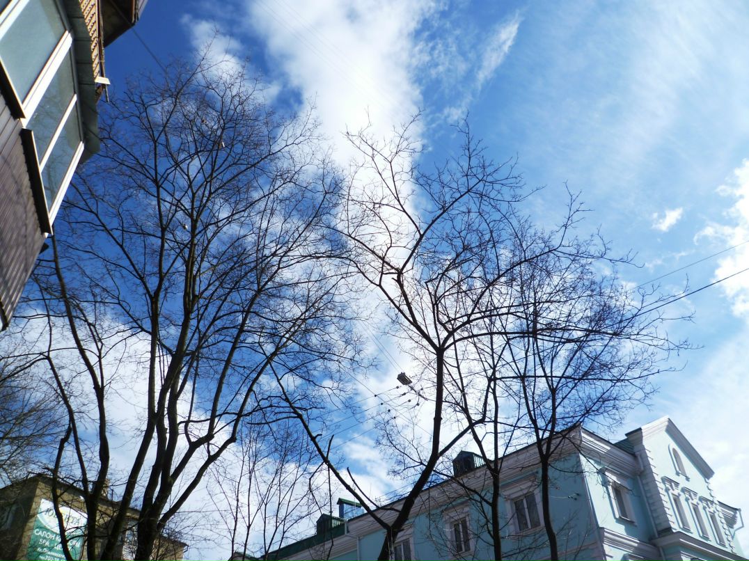 Dragon Fly фотография #32