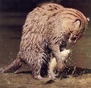 Фотография Плясули Дмитрия