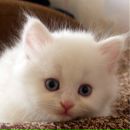 Ніка Фанта фотография #26 (источник - https://vk.com/id163238450)