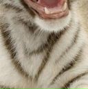 Марія Козак фотография #16 (источник - https://vk.com/id148871802)