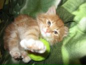 Фотография Гавриловой Анны